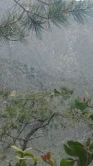 Rhynchopsitta terrisi