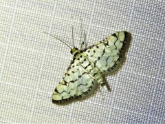 Hileithia rehamalis