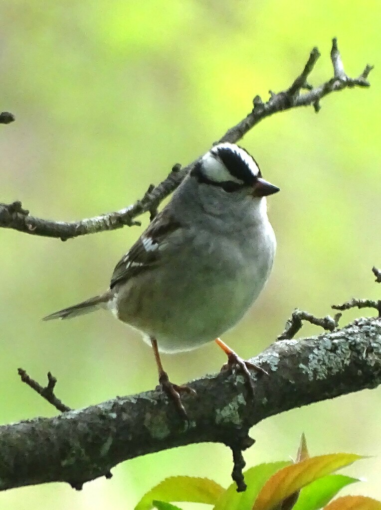Whitecrowned Sparrow from Gardener's Supply, Williston, VT 05495, USA