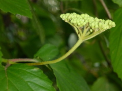 Viburnum scabrellum