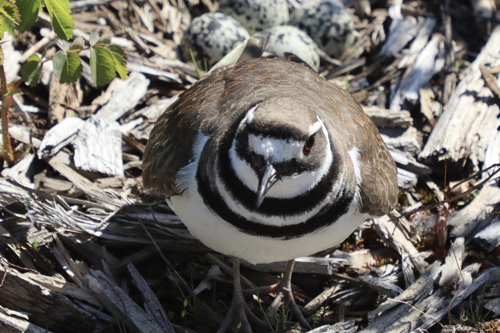 Killdeer Range Killdeer from Union Bay Natural Area, Seattle, WA 98105, USA on April ...