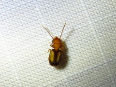 Laemophloeus terminalis