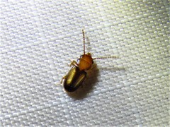Laemophloeus terminalis