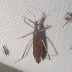 Pygolampis pectoralis