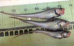 Marlin-Spike photo 5