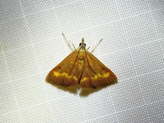 Pyrausta pseuderosnealis