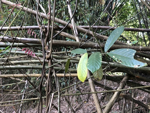 Derris elliptica observed 2024-05-10