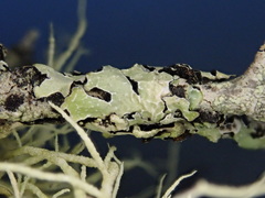 Notoparmelia subtestacea