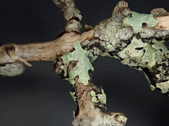 Notoparmelia subtestacea