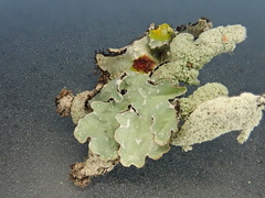 Notoparmelia testacea