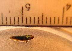 Syncharina argentina