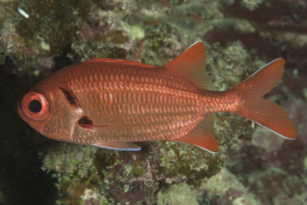 Big eye soldierfish (Myripristis pralinia) — Holocentridae