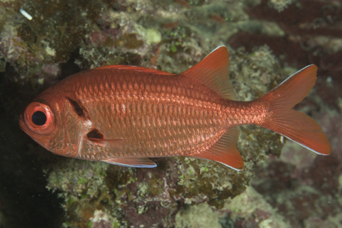 Big eye soldierfish (Myripristis pralinia) — Holocentridae