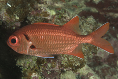 Scarlet Soldierfish photo 5
