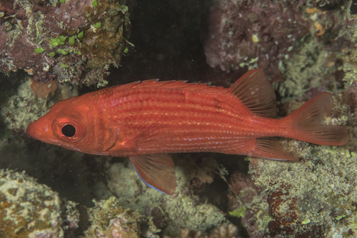 Pink squirrelfish (Sargocentron tiereoides) — Holocentridae — 5