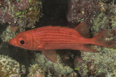 Sargocentron tiereoides