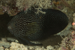 Calloplesiops altivelis