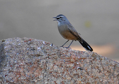 Cercotrichas coryphoeus