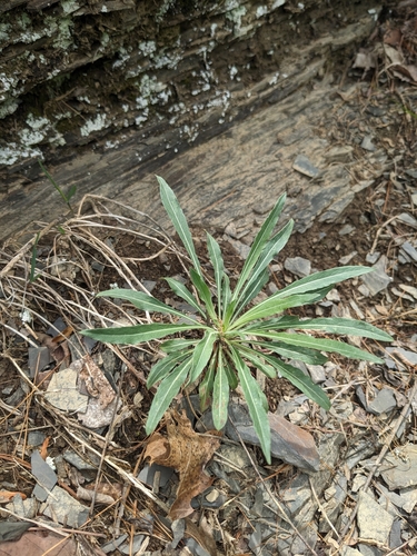 shale barren evening primrose (Oenothera argillicola)
