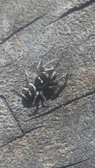 Salticus austinensis
