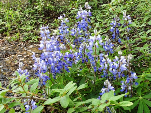 Arctic Lupine