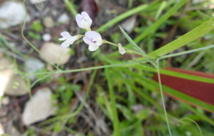 Vicia hirsuta