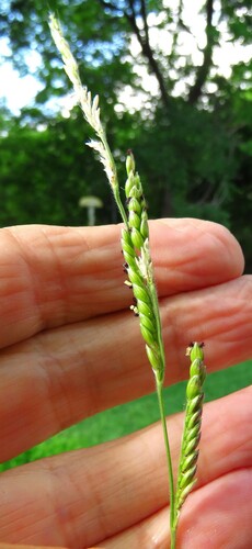 Image of Eriochloa sericea by (c) Annika Lindqvist, some rights reserved (CC BY)