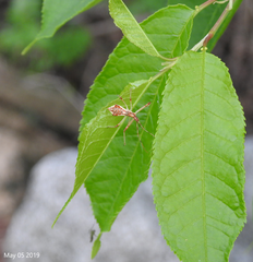 Epidaus tuberosus