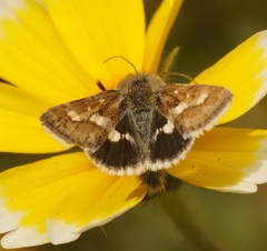 Heliothodes