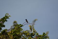 Chrysolampis mosquitus