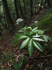 Cardamine heptaphylla