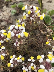 Triphysaria versicolor