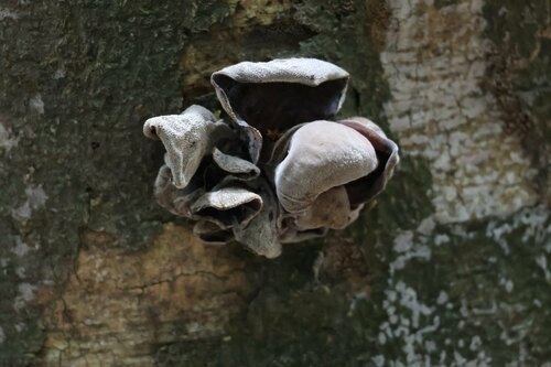 Auricularia polytricha