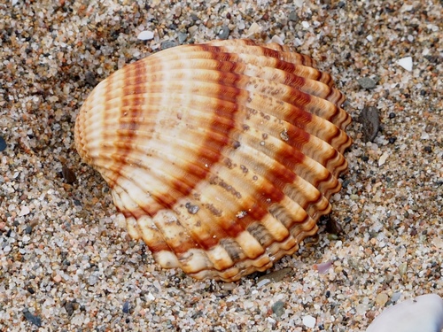 Rough Cockle