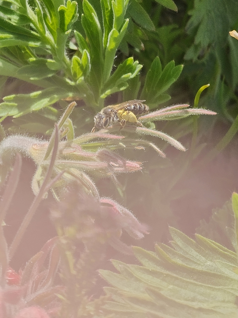 Narrow-legged Miner Bee