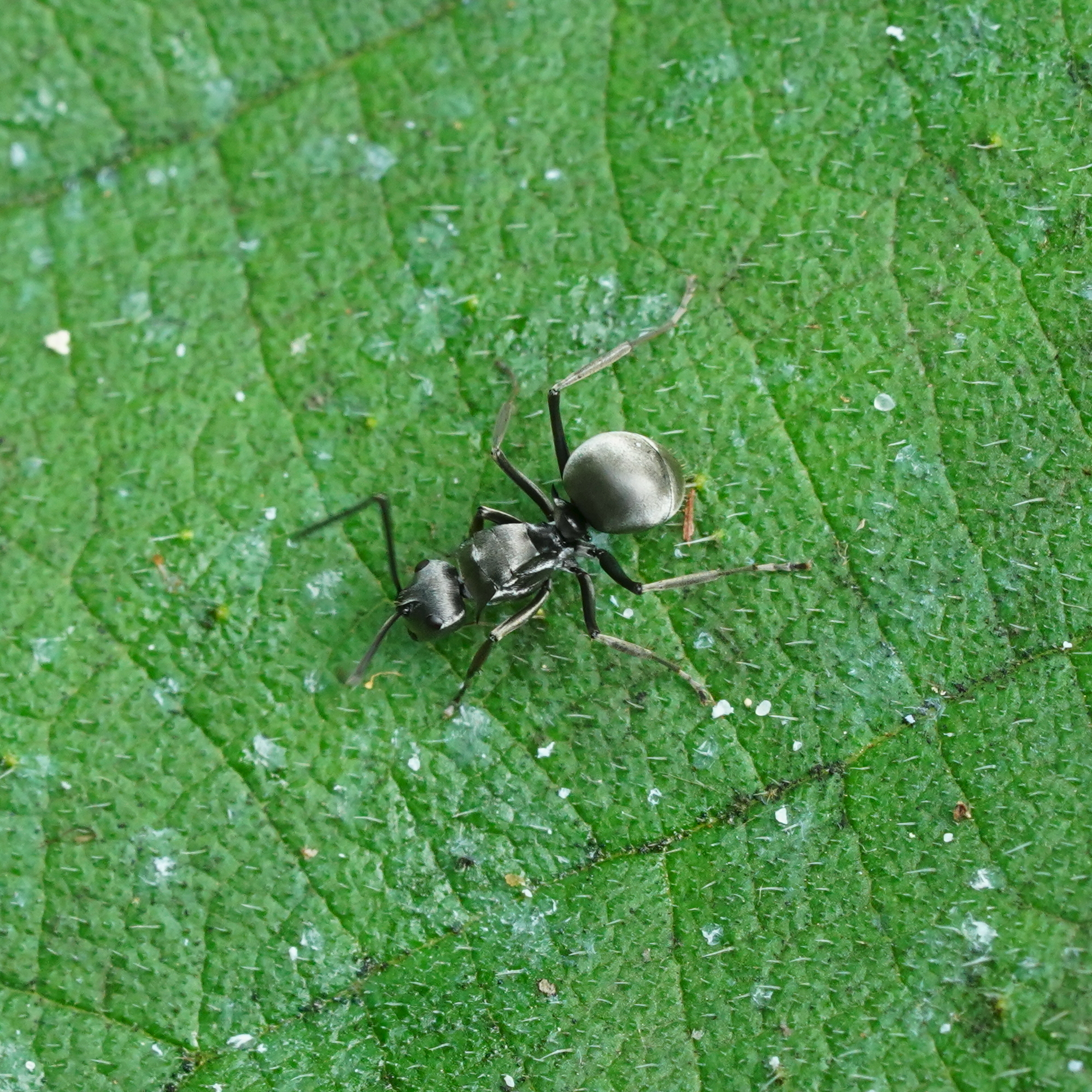 Polyrhachis latona