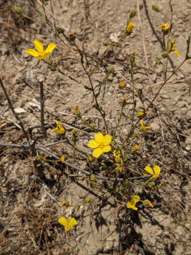 Image of Deinandra kelloggii by (c) P Holroyd, some rights reserved (CC BY)