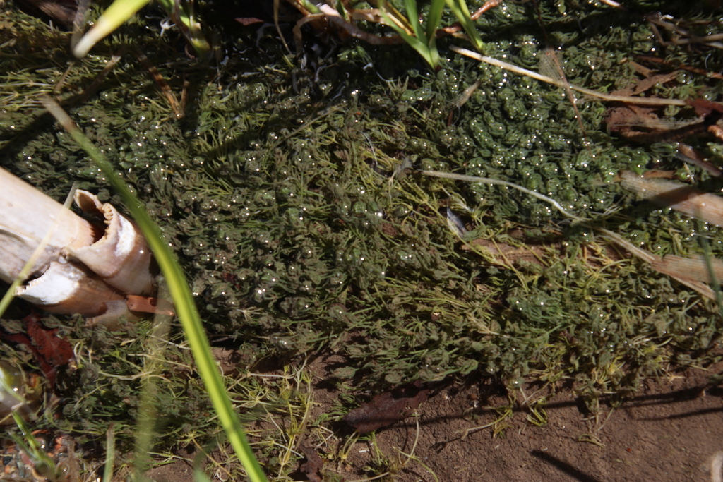 muskgrass from Edwards, CO 81632, USA on May 4, 2024 at 11:39 AM by ...