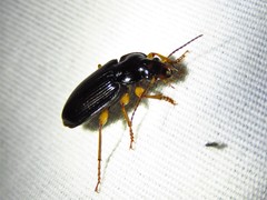 Anisodactylus verticalis