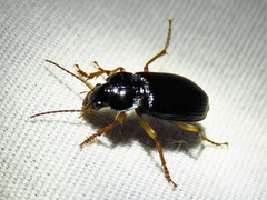 Anisodactylus verticalis