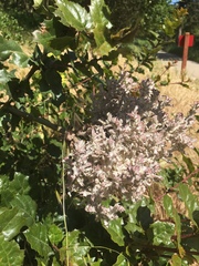 Cystotheca lanestris