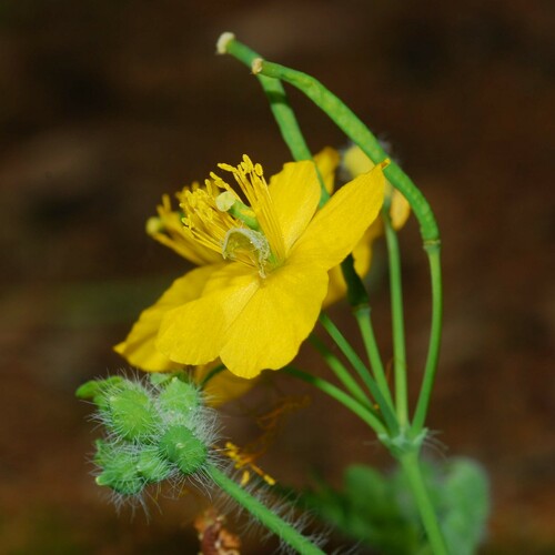 Asian celandine