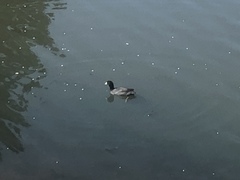 Fulica americana