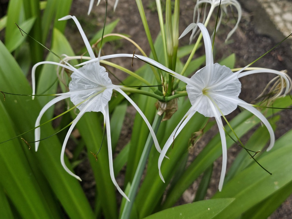 spider lilies from Sepilok, 90000 Sandakan, Sabah, Malaysia on March 22 ...