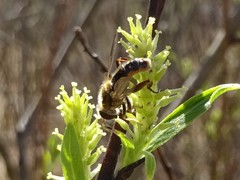 Anasimyia bilinearis