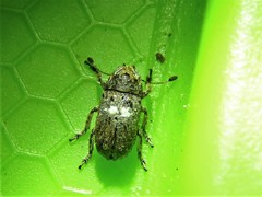 Toxonotus cornutus