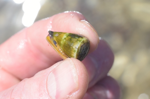 Conus flavidus, 2024-05-09