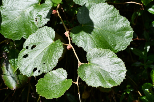 Rubus sieboldii observed 2024-05-08