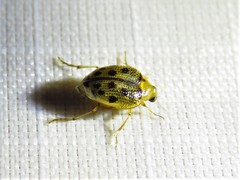 Peltodytes litoralis