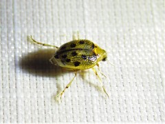 Peltodytes litoralis